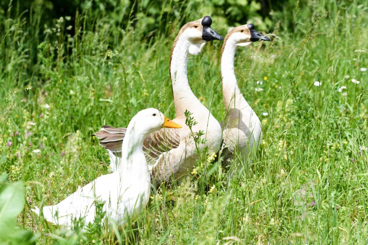 Liesing Gailerhofヴィラ エクステリア 写真